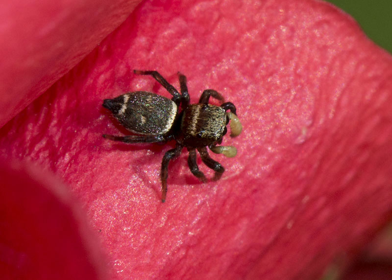 Heliophanus sp. - L''Aquila